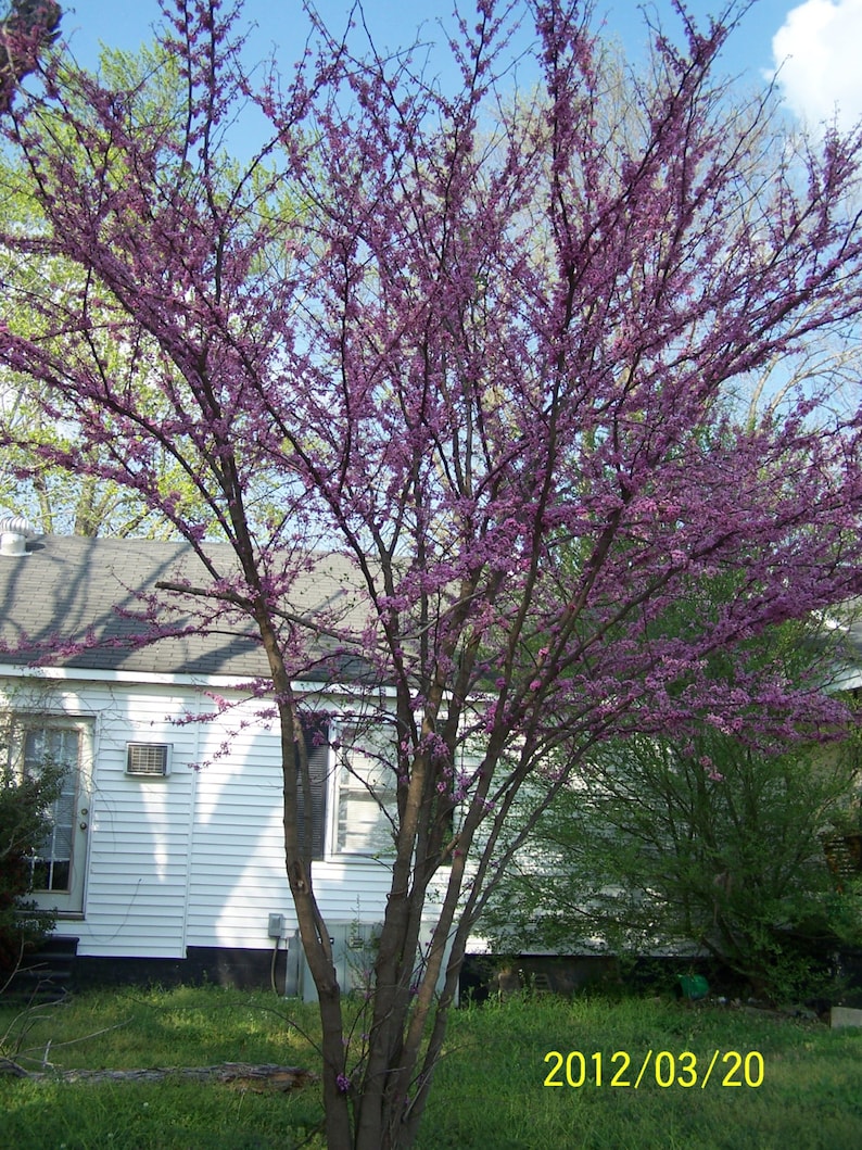 Redbud Tree 4" Container - Cercis canadensis - Purple Buds, Rosy-Pink Flowers - Perfect for Zones 4-9, Great for Woodlands