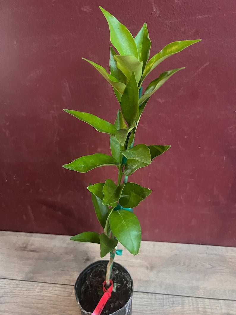 Red Lime Tree in 1/2 Gallon Pot, Grafted Citrus, Unique Burgundy Fruit, Citrus latifolia, Florida Shipping Only