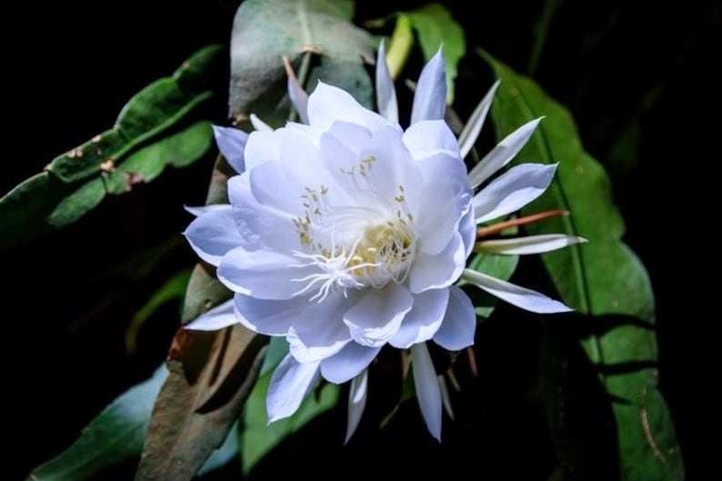 Night Blooming Cactus in 4" Pot - Epiphyllum oxypetalum, Queen of the Night Orchid, Fragrant White Flowers