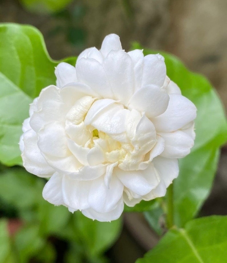 Jasmine Plant 6" Pot Grand Duke of Tuscany Fragrant Flowers Jasminum sambac