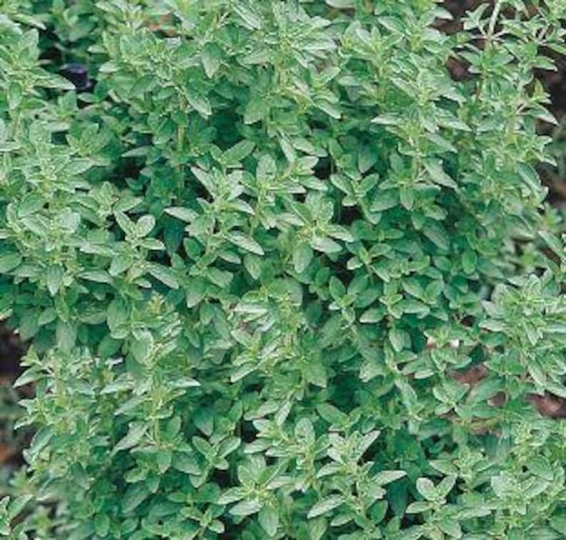 Large Live Organic Maruga Sweet Marjoram Plant, 4” to 8” Tall, Premium Culinary Herb, Oregano-Like Flavor, Pot Included