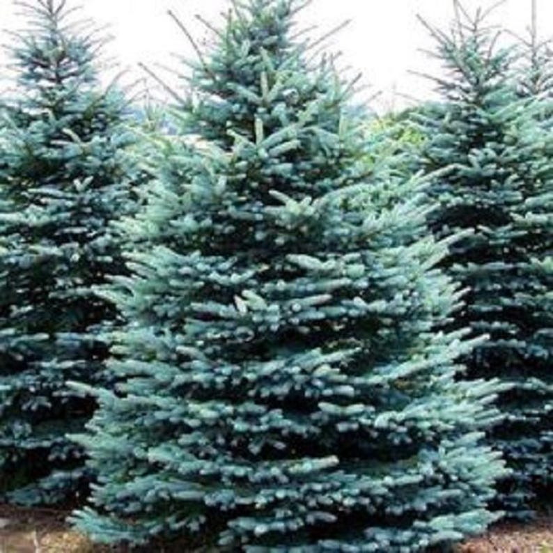 Spruce Tree Seedlings - Up to 2 ft - Blue Spruce, Norway Spruce, White Spruce - Picea pungens, Picea abies, Picea glauca