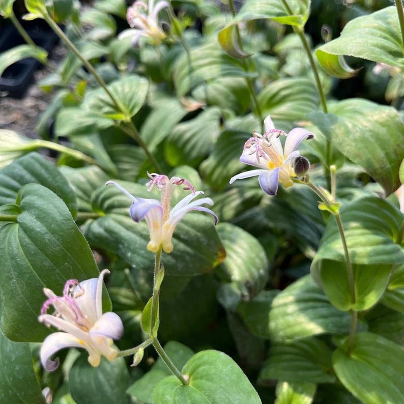 Toadlily 'Tojen' Live Plant 4" Pot - Tricyrtis formosa - Shade Garden Perennial - Japan Hybrid, Liliaceae Family
