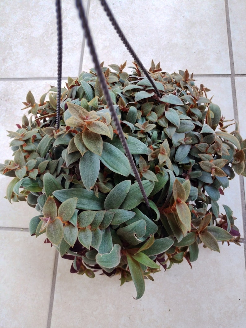 Tradescantia Teddy Bear Vine Cuttings - 2 Rooted + 1 Free - Easy Care Houseplant (Tradescantia)