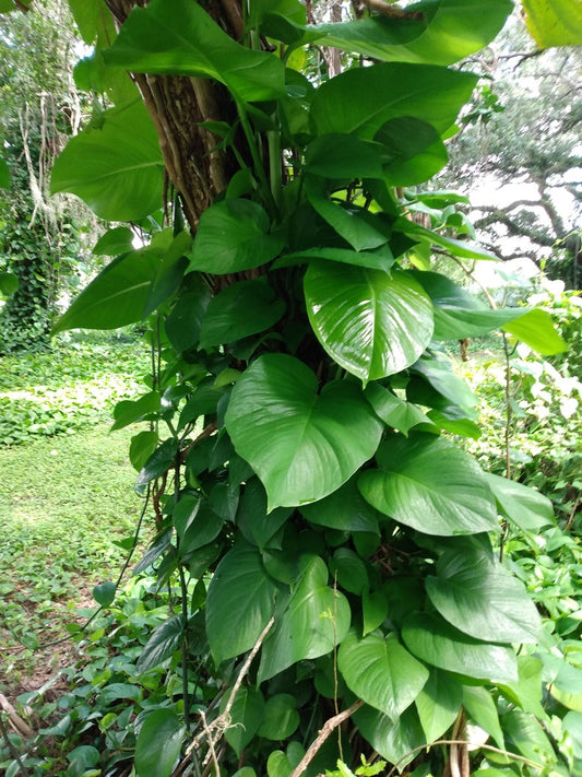 Giant Hawaiian Green Pothos Cutting - 1 Rooted + 1 Free Cutting - Epipremnum aureum - Easy Care Houseplant