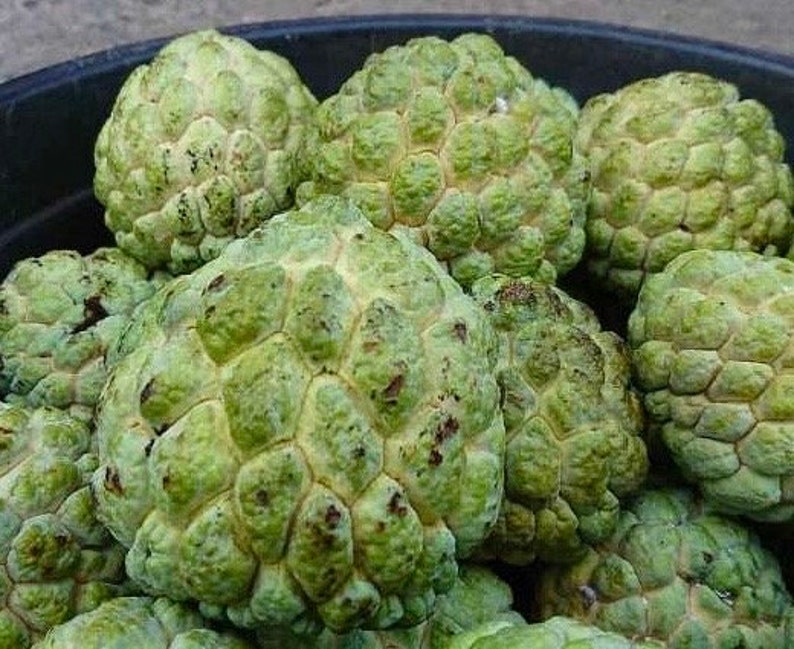 Sugar Apple Plant in 4" Pot, Srikaya, Annona Squamosa, Sweet Custard Fruit Tree