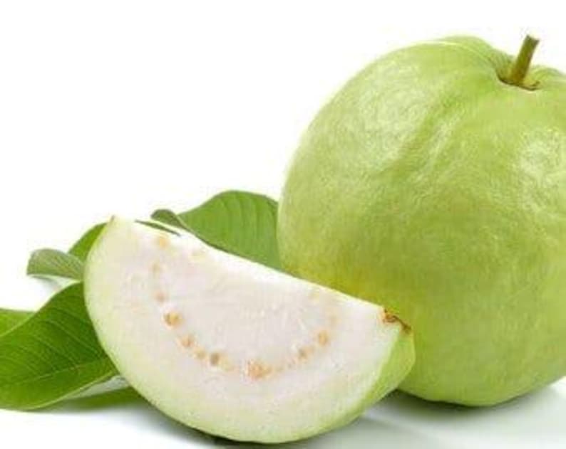 Thai Guava Plant - 1 to 2 Feet Tall in 6" Pot - Psidium guajava - Tropical Fruit Tree for Home Garden