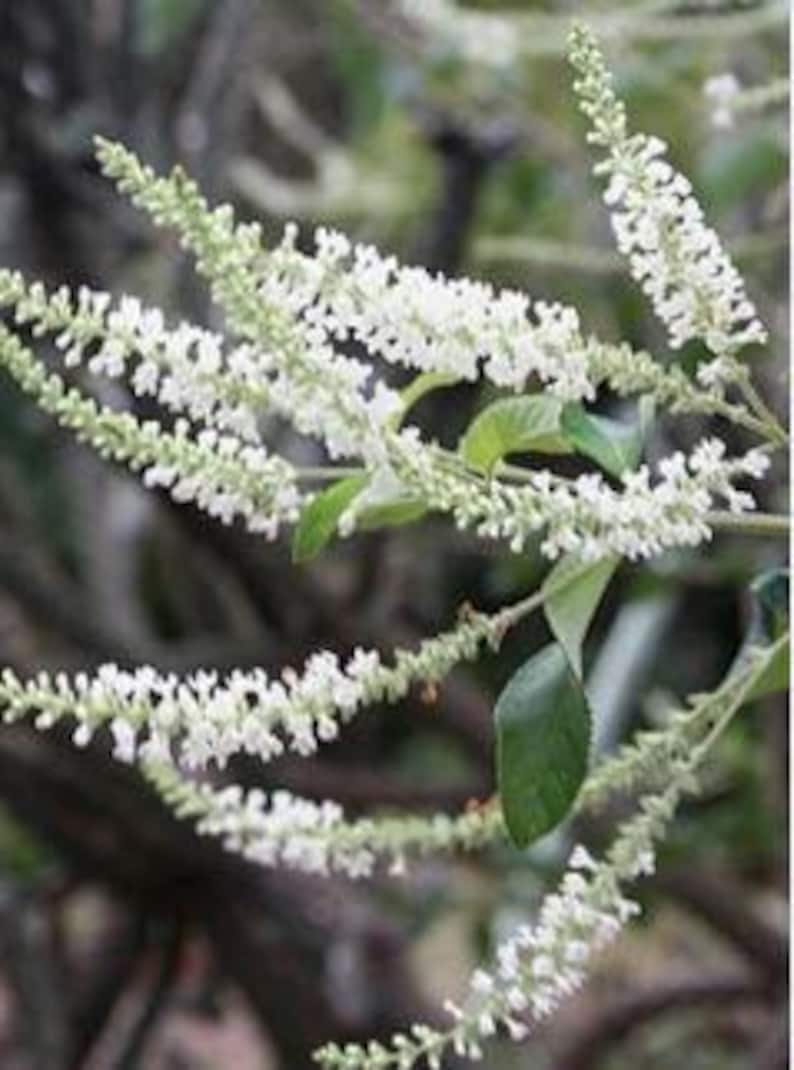 Sweet Almond Plant | Half Gal Pot | High Fragrance | Aloysia virgata | 12-16 Inch Bush Size
