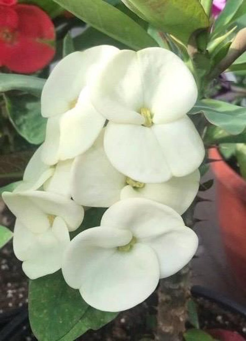 Crown of Thorns Plant 6" Pot White Euphorbia milii Succulent Hardy Indoor/Outdoor Flowering Plant