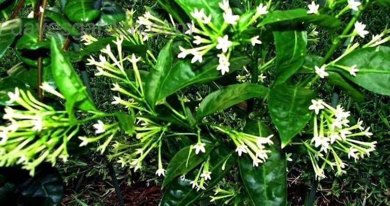 Night Blooming Jasmine Plant 6" Pot Cestrum Nocturnum 1ft Tall Fragrant Flowering Plant