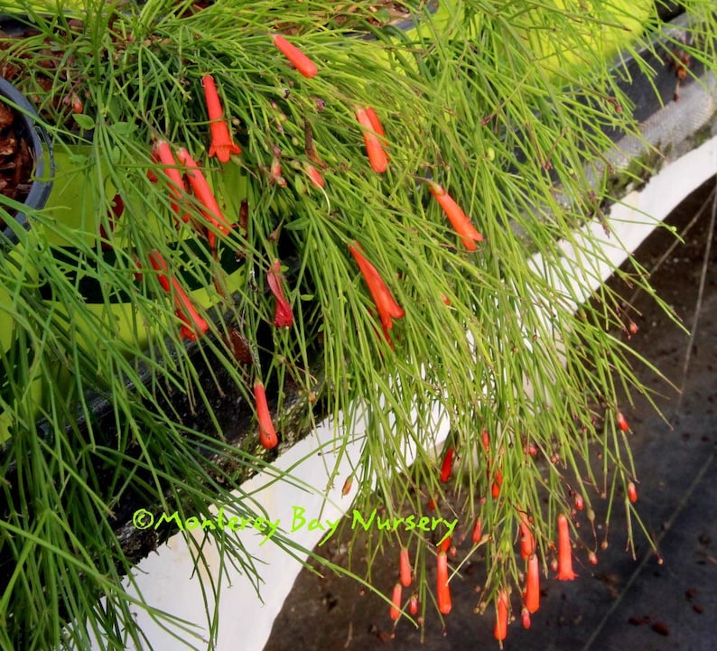 Firecracker Plant - 6" Live Plant in 3" Pot - Rusellia equisetiformis - Red Flowers, Horsetail-like Foliage, Hummingbird Friendly