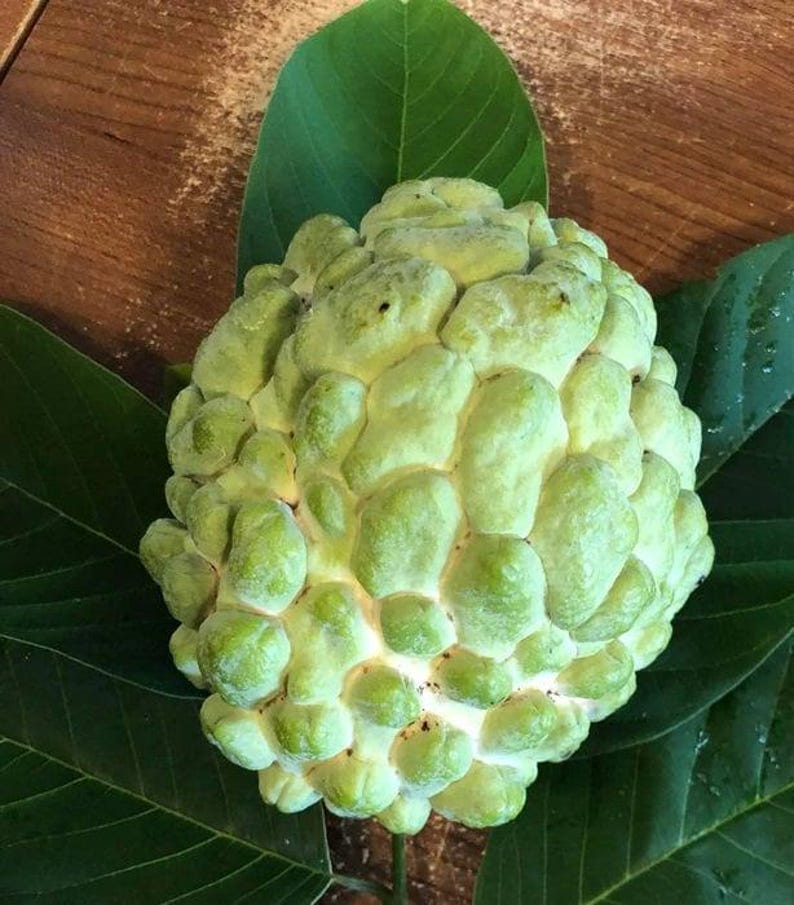 Priestly Atemoya Fruit Tree - 1 to 2 Feet - Live Plant in 6" Pot - Annona cherimola Hybrid - Fresh from Our Garden