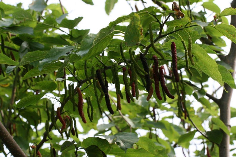 Pakistan Mulberry Fruit Tree - 1 ft Tall in 6" Pot - Black Mulberry (Morus nigra) for Fresh Eating and High Yield