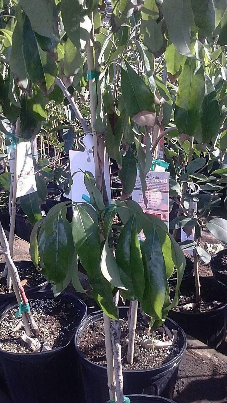 Mauritius Lychee Tree - Airlayered Live Plant - 2 Feet Tall - Fresh From Our Garden - 3 Gallon Pot