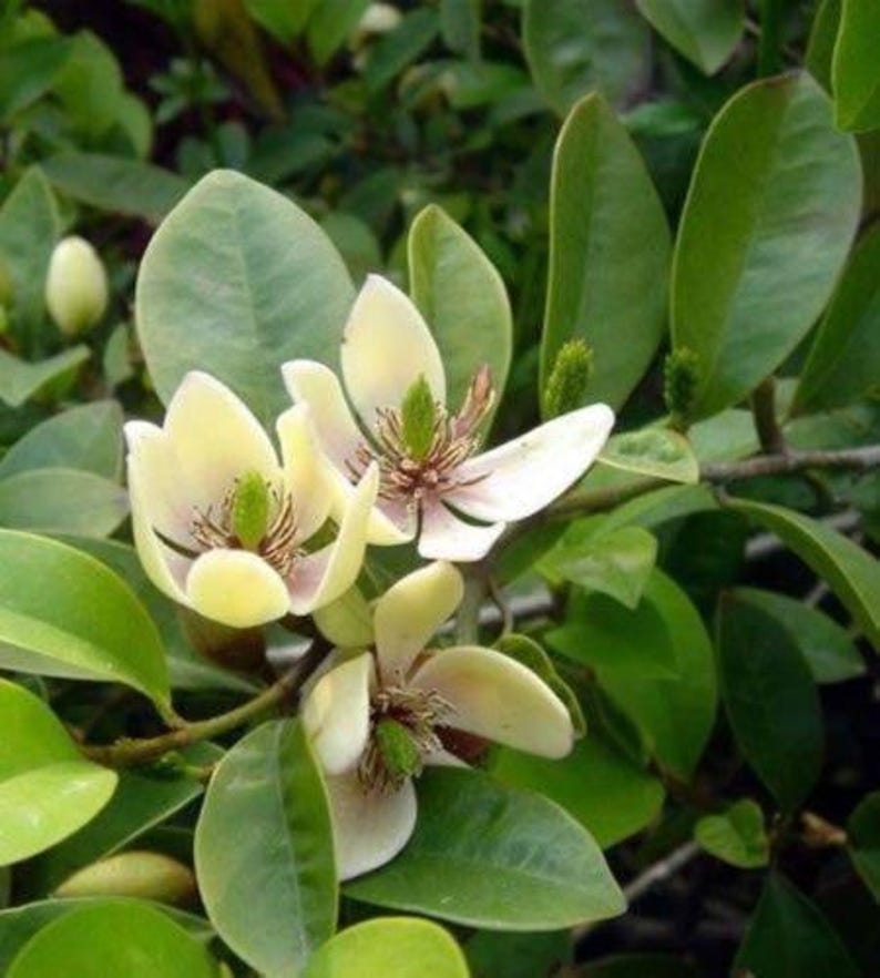 Banana Shrub Plant - 1 Gallon - Fragrant Michelia figo - Sweet-Scented Yellow Flowers