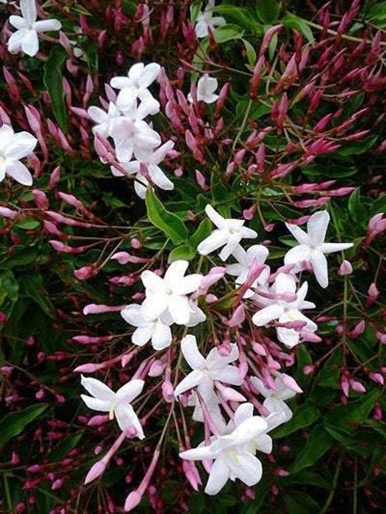 Pink Jasmine Plant - 6" Pot - Jasminum polyanthum - Fast-Growing Evergreen Vine with Fragrant Flowers