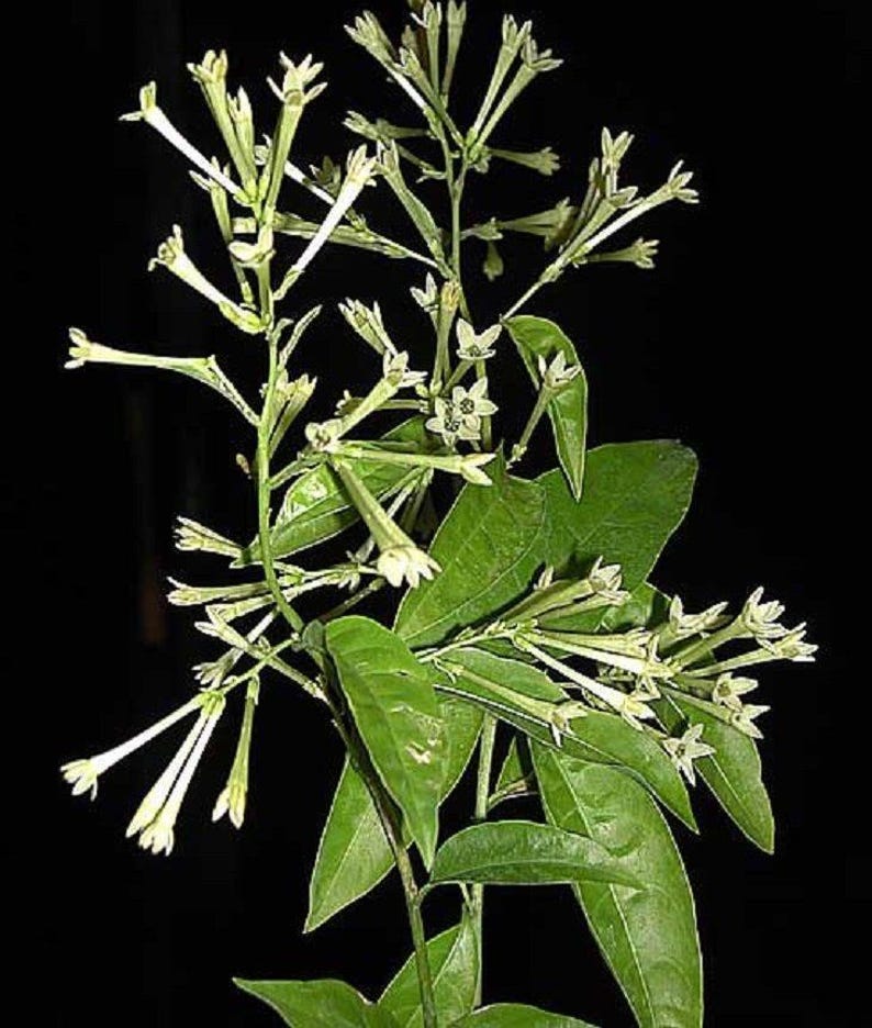Night Blooming Jasmine Plant - 2 to 3 Feet - Cây D? Lý H??ng - Fragrant Live Plant with Bigger Trunk - Excellent for Gardens