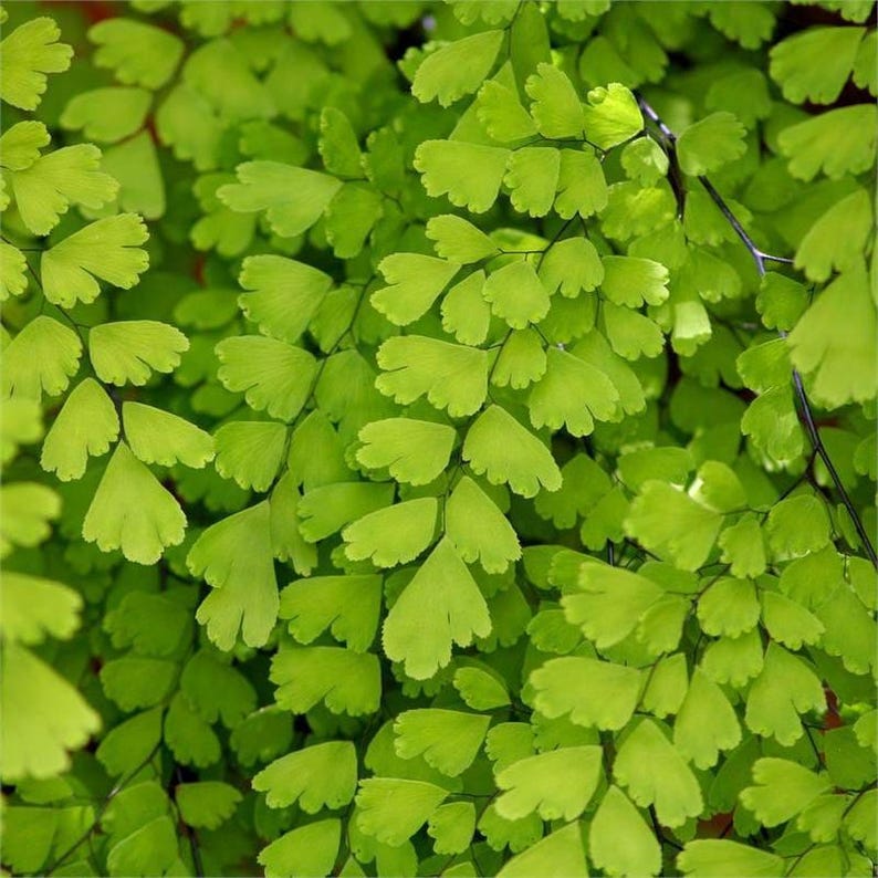 Southern Maidenhair Fern Plant - 6" Pot - Adiantum capillus-veneris - Live Indoor/Outdoor Houseplant - Fresh from Our Garden