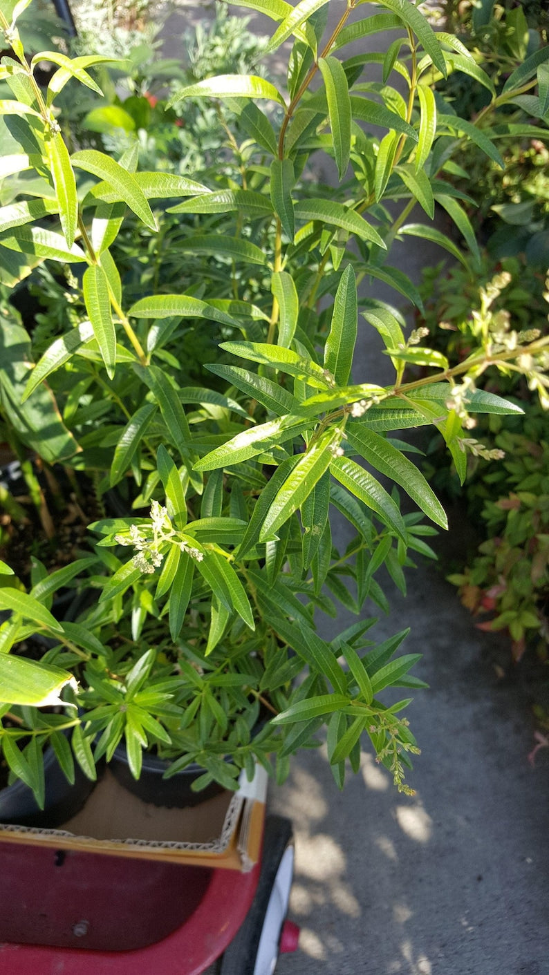 Lemon Verbena Plant - 6" Pot - Aloysia triphylla - Aromatic Herb with Good Roots - Perfect for Gardening and Culinary Use