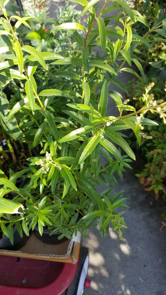 Lemon Verbena Plant - 6" Pot - Aloysia triphylla - Aromatic Herb with Good Roots - Perfect for Gardening and Culinary Use