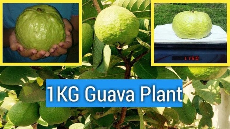 Kilo Guava Plant - 6" Pot - White Flesh Variety - Psidium guajava
