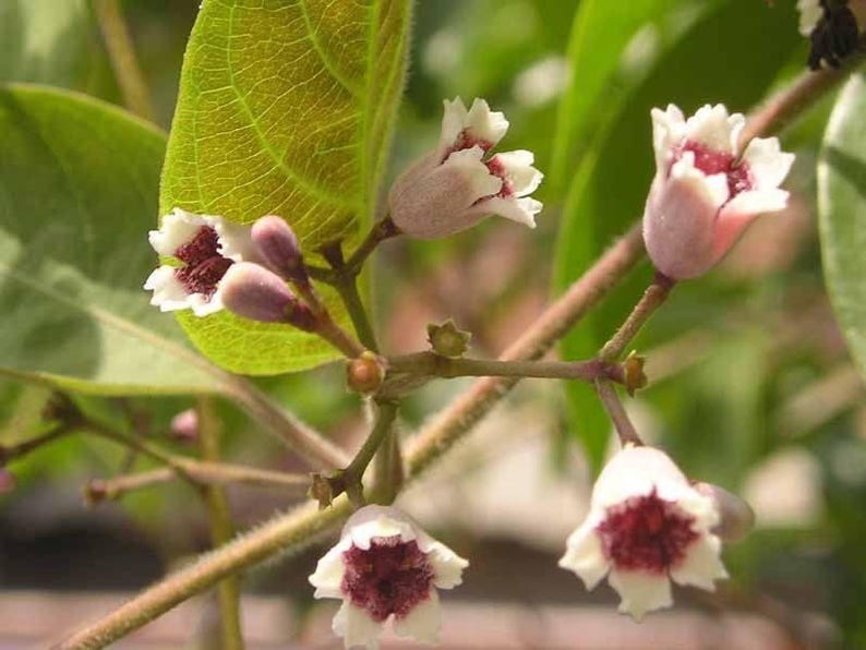 Lá M? Tam Th? Plant - 8" to 1' Tall - Paederia Foetida L - Live Plant in 3" Pot - Fresh from Garden