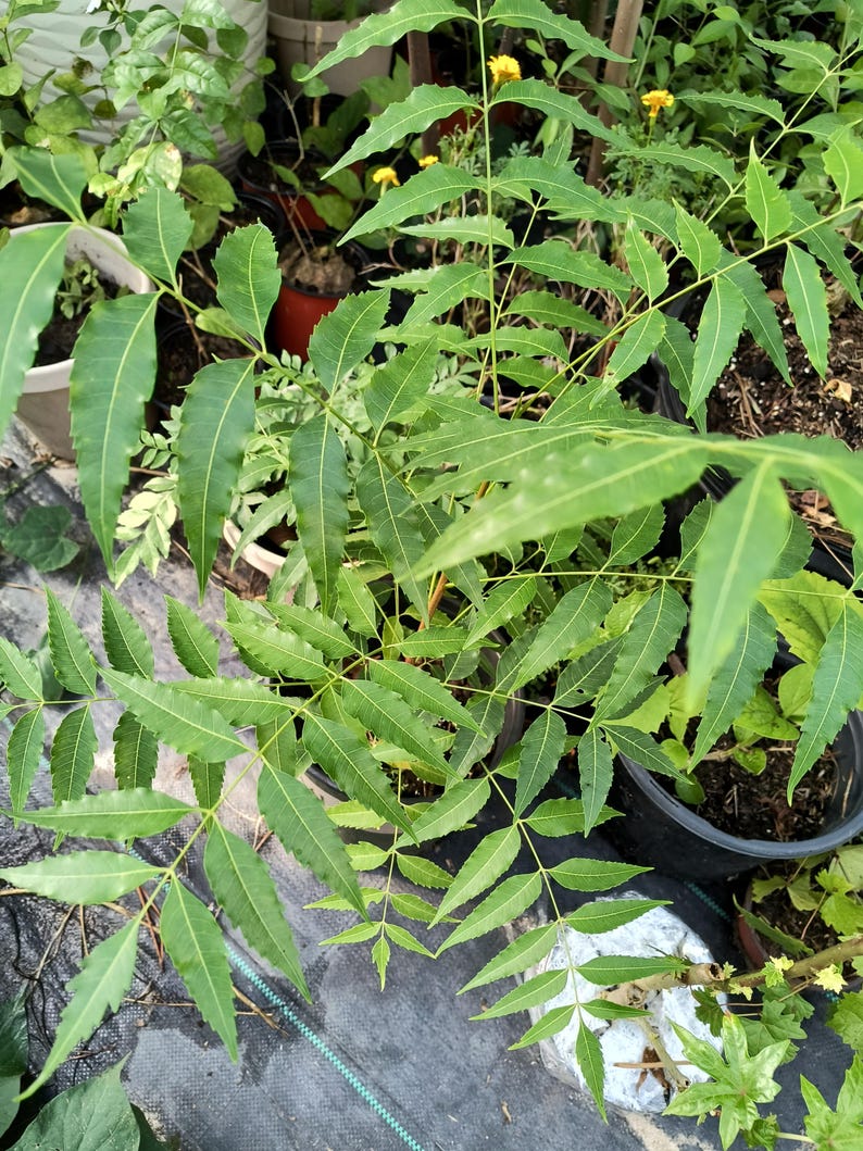 Large Organic Neem Tree 16-24 inch in 1 Gal Pot - Azadirachta indica - Easy to Grow, Chemical-Free, Limited Quantity Available