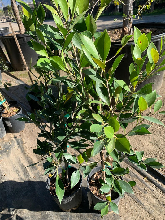 Ficus Nitida Live Plant in 6" Pot - 2 Feet Tall Ficus Microcarpa, Indoor/Outdoor Tropical Plant