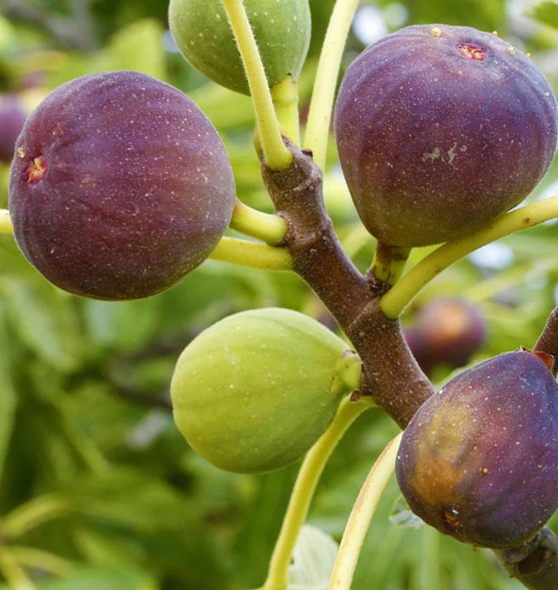 Fig Plant 1-2ft Brown Turkey Live Plant in 6” Pot - Ficus carica, Ideal for Coastal Areas, Large Dark Brown Fruit