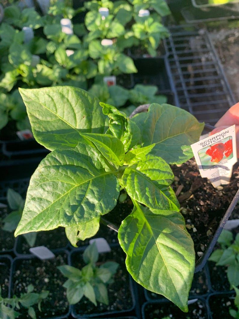 Scorpion Butch T Pepper Plant 3” Pot - Capsicum chinense - Live Hot Pepper Plant for Home Garden