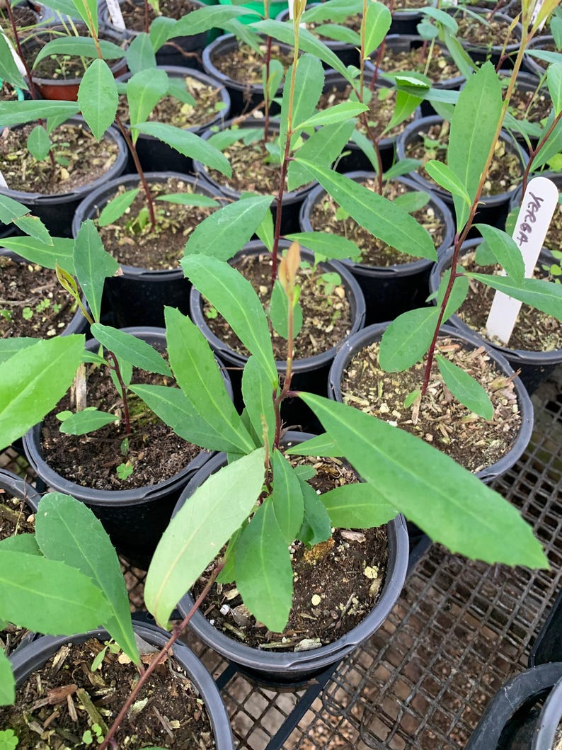 Yerba Mate Plant - 1 Feet Tall in 6" Pot - Ilex paraguariensis - Organic Herbal Tea Plant