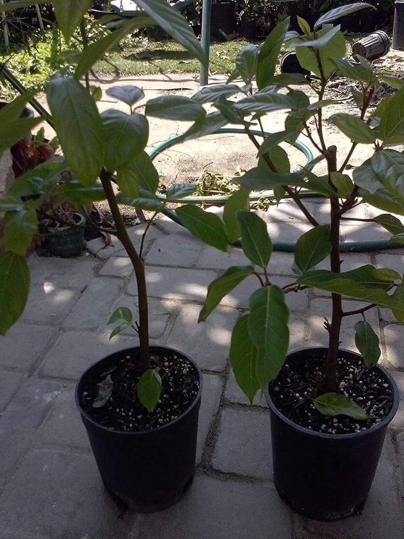 Ficus Racemosa Plant - 2 to 3 Feet Tall - Cluster Fig Tree - Ships in 3 Gallon Pot - Cây Sung
