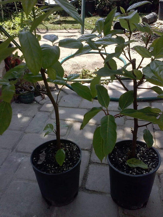 Ficus Racemosa Plant - 2 to 3 Feet Tall - Cluster Fig Tree - Ships in 3 Gallon Pot - Cây Sung