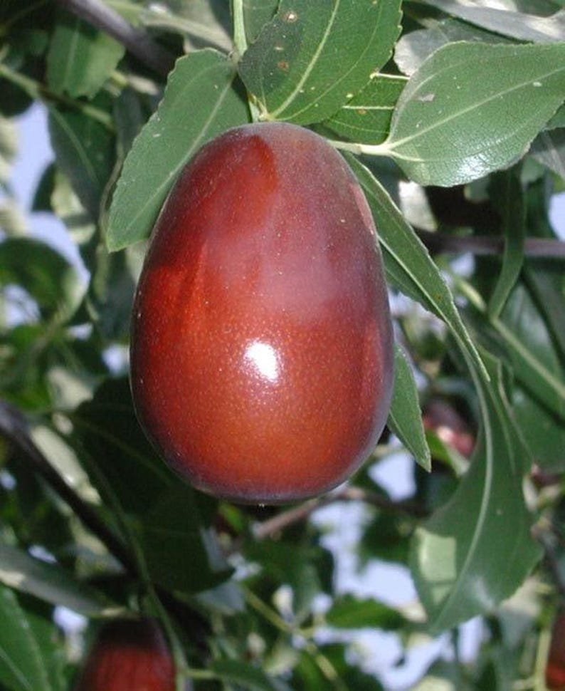 Jujube Tree 6" Pot Grafted Lang Variety - 1 to 2 Feet Tall - Sweet Pear-Shaped Fruit (Ziziphus jujuba)
