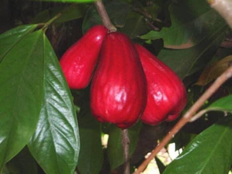 Malay Apple Syzygium malaccense 2 Feet Tall in 3 Gal Pot - Mountain Apple with Juicy Crunchy Flesh