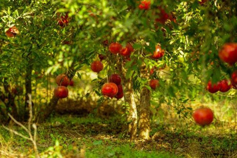 Wonderful Pomegranate Tree in 3 Gal Pot - Punica granatum - 3 to 4 Feet Tall - Juicy Red Fruit, Drought Tolerant, Ornamental
