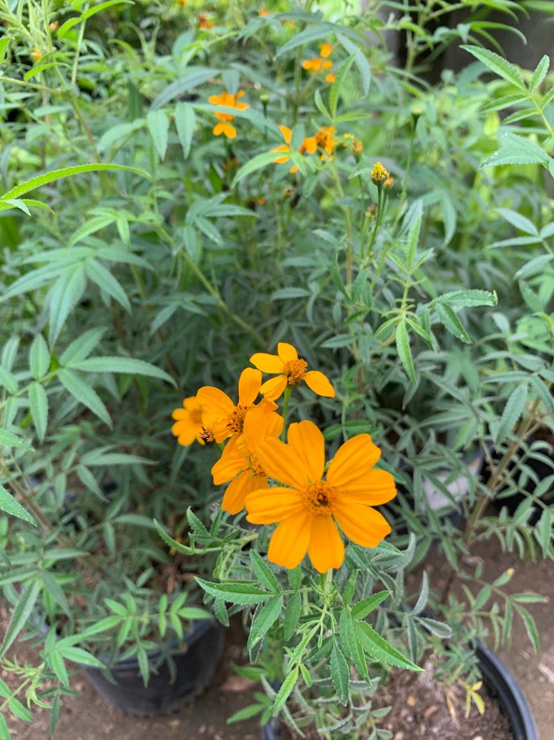 Live Plant 1 Gallon Mexican Bush Marigold Tagetes lemonii - Orange-Yellow Flowers, Sun to Part Shade, Regular Water