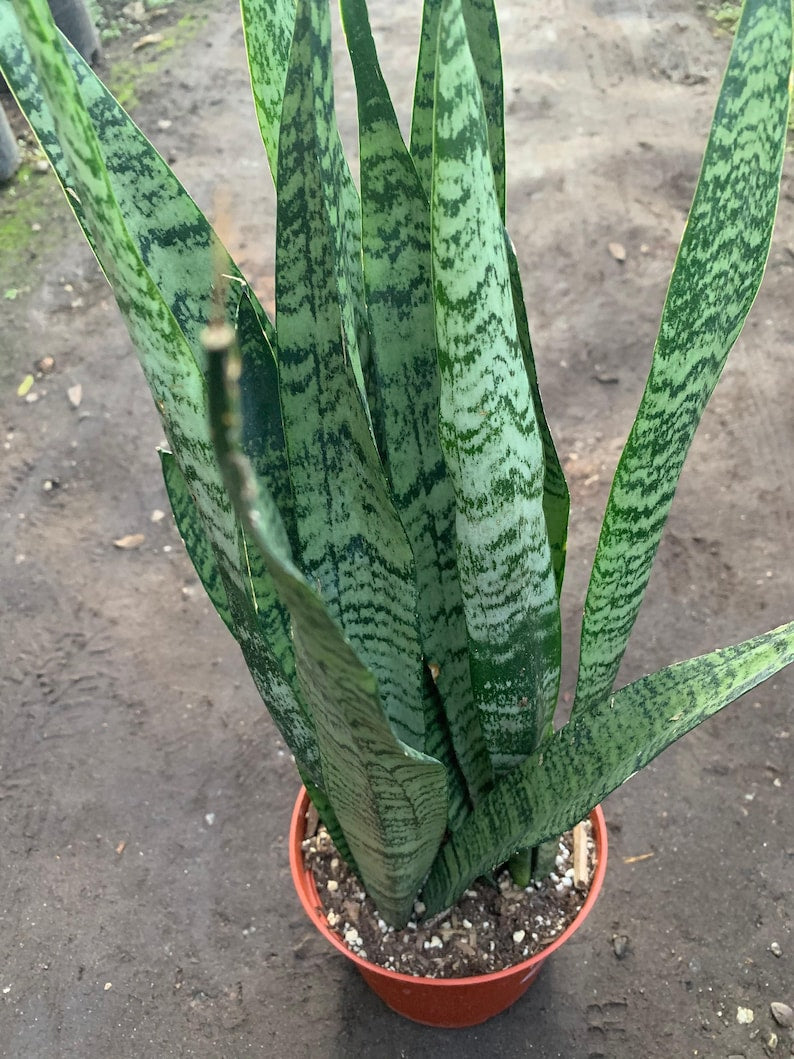 Sansevieria trifasciata Live Plant - 1 Foot Tall in 6" Pot - Snake Plant - Ideal Indoor Air Purifier - Mother-in-Law's Tongue