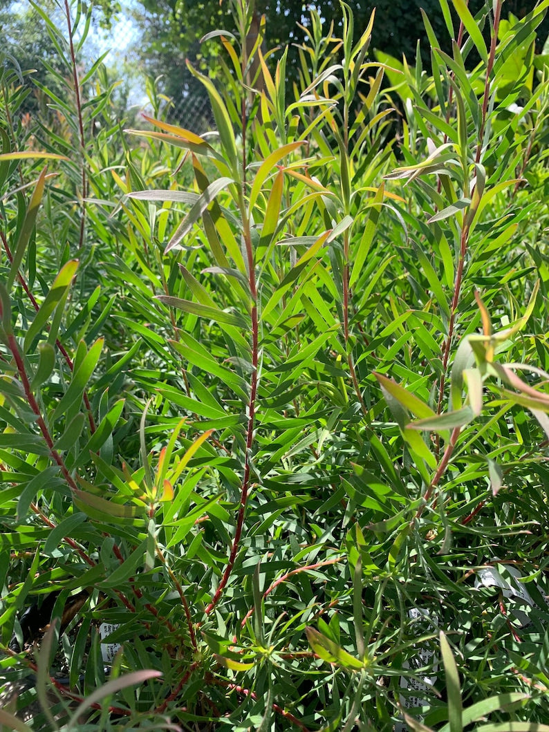 Leucadendron 'Chief' Live Plant, 1ft Tall in 6" Pot, South African Shrub with Red Growth and Winter Bracts, Leucadendron salignum