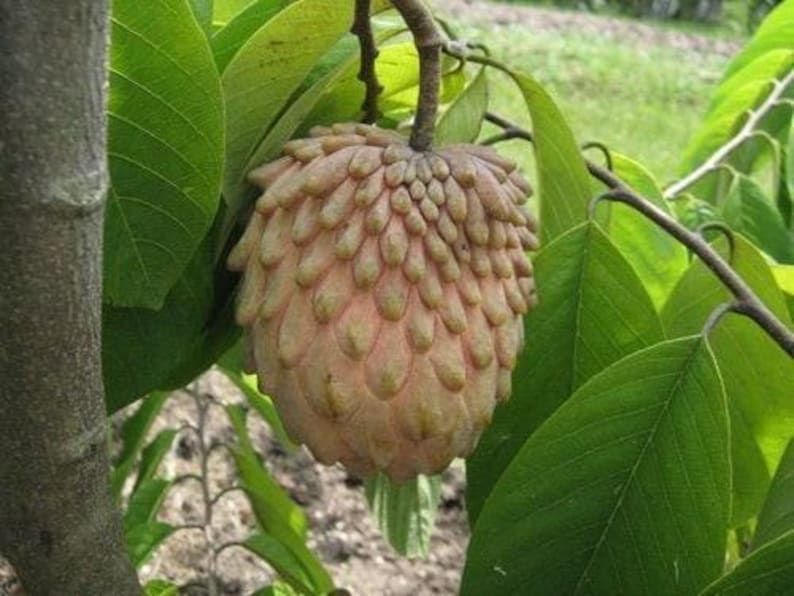 Lisa Atemoya Fruit Tree - 1ft Grafted Live Plant - Fresh from Garden - Ships in 6" Pot - Annona squamosa Hybrid