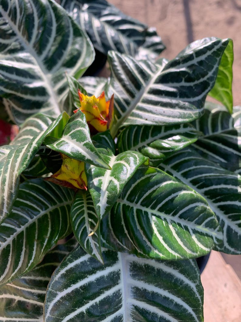 Zebra Plant 6" Pot Aphelandra Squarrosa - Tropical Foliage Houseplant, 6-8” Tall, Decorative Indoor Plant