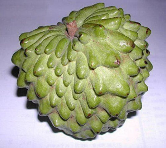 Atemoya Fruit Tree - 2 Feet Tall Grafted Live Plant in 6" Pot - Geffner Variety (Annona atemoya)