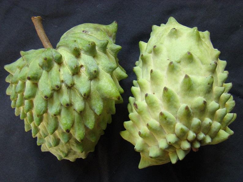 Geffner Atemoya Plant in 3 Gal Pot - 2 to 3 Feet Tall - Annona Reticulata Hybrid - Tropical Fruit Tree