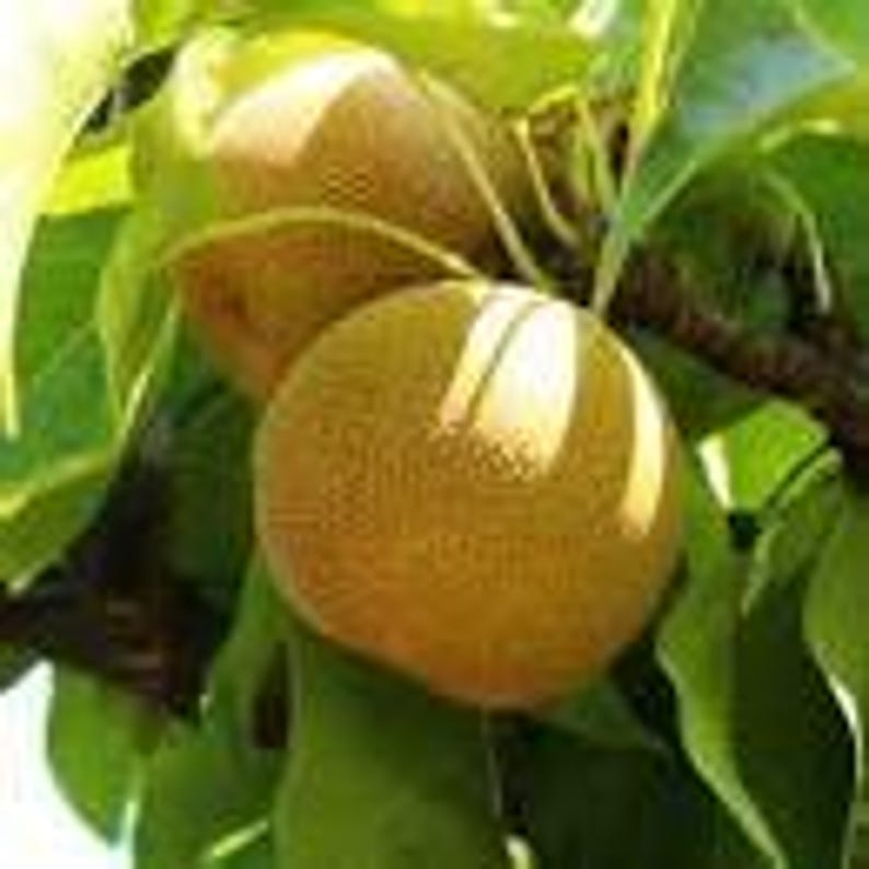 Shinseiki Asian Pear Tree - 3 Gallon Pot - Crisp Yellow Fruit - Pyrus pyrifolia