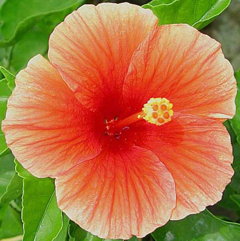 Florida Sunset Hibiscus Live Plant 1ft in 1gal Pot - Robust Pink Flowers with Peachy Edges - Hibiscus rosa-sinensis