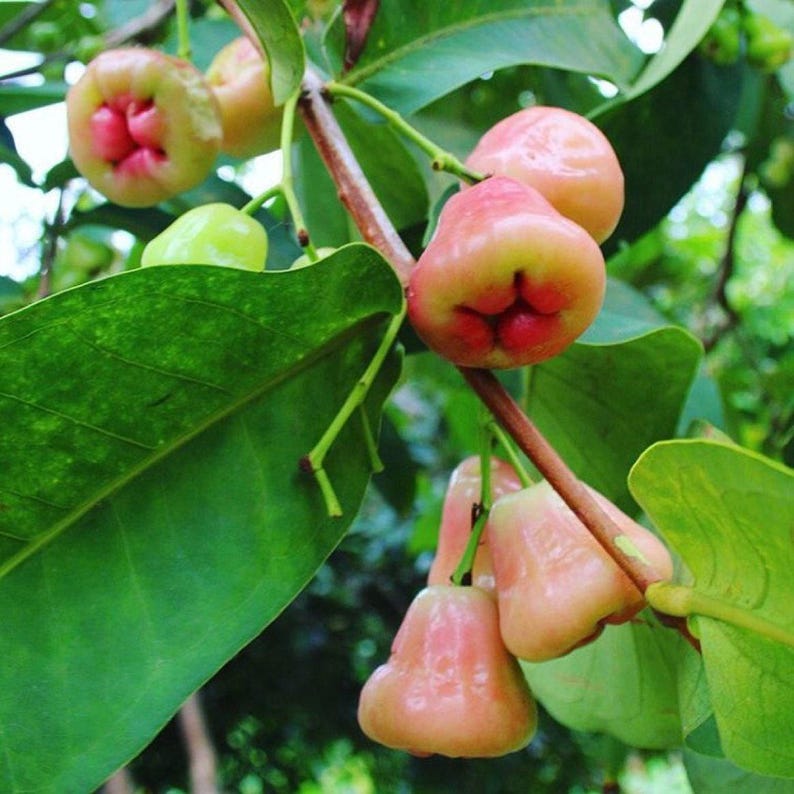 Wax Apple Plant - 1 to 2 Feet Tall - Syzygium Javanicum - Ship in 6" Pot - Tropical Fruit Tree for Home Garden