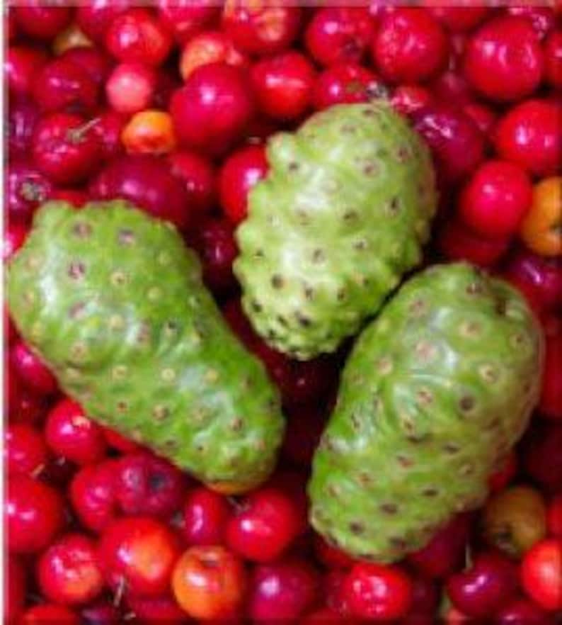 Noni Plant 3 Gallon Pot - 1 to 2 Feet Tall - Morinda citrifolia - Tropical Fruit Tree for Health Benefits