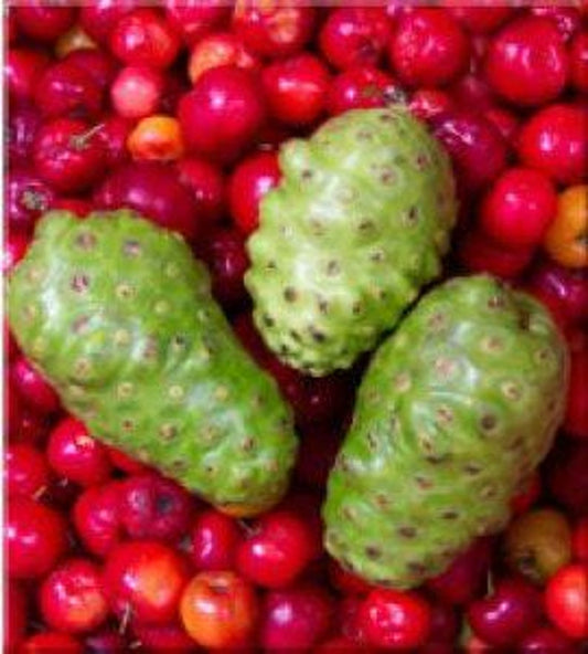 Noni Plant 1-2 Feet Tall in 3 Gallon Pot - Morinda citrifolia - Tropical Fruit Tree for Home Garden