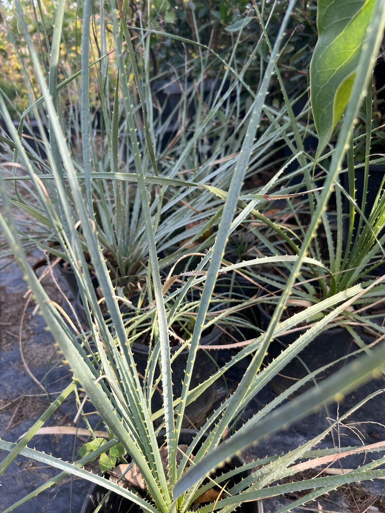 Dasylirion Wheeler Live Plant 6” Pot - Green Flowering Desert Plant - Dasylirion wheeleri
