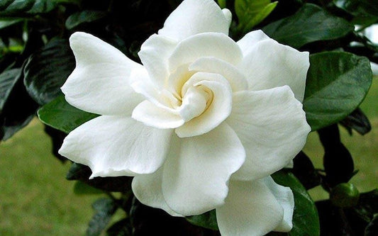 Gardenia Plant 1-2 Feet Tall August Beauty Fragrant Flowers (Gardenia jasminoides) in 1 Gallon Pot